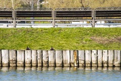 Le anatre su un di legno recintano lo stagno Fotografie Stock Libere da Diritti Le anatre su un di legno recintano lo stagno Fotografie Stock Libere da Diritti
