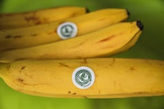 Le banane dall'Ecuador hanno identificato con la foresta pluviale Alliance hanno certificato il marchio fotografia stock Le banane dall'Ecuador hanno identificato con la foresta pluviale Alliance hanno certificato il marchio fotografia stock