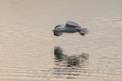 Le bas de vol de mouette au-dessus d'un lac avec la réflexion dans l'eau images libres de droits Le bas de vol de mouette au-dessus d'un lac avec la réflexion dans l'eau images libres de droits