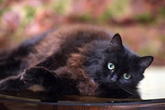 Le beau chat noir pelucheux se trouve sur une table en verre images libres de droits Le beau chat noir pelucheux se trouve sur une table en verre images libres de droits