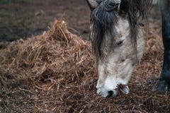 Le beau cheval blanc à la maison mange le foin image stock Le beau cheval blanc à la maison mange le foin image stock