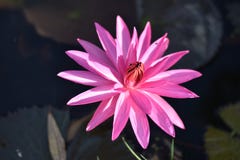 Le beau coucher du soleil orange rose de Perry de fleur de nénuphar ou de lotus Le Nymphaea est reflété dans l'eau images stock Le beau coucher du soleil orange rose de Perry de fleur de nénuphar ou de lotus Le Nymphaea est reflété dans l'eau images stock