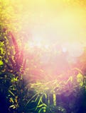 Le beau fond de nature d'automne ou d'été avec les herbes, l'herbe et les fleurs dans le jardin ou le parc au-dessus du coucher d Images stock Le beau fond de nature d'automne ou d'été avec les herbes, l'herbe et les fleurs dans le jardin ou le parc au-dessus du coucher d Images stock