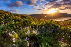 Le beau lever de soleil et les wildflowers au rowena crest le point de vue, minerai photos libres de droits Le beau lever de soleil et les wildflowers au rowena crest le point de vue, minerai photos libres de droits