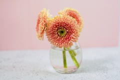 Le beau rose de ressort fleurit sur la vue supérieure en pastel bleue de table Cadre floral rose style plat de configuration images libres de droits Le beau rose de ressort fleurit sur la vue supérieure en pastel bleue de table Cadre floral rose style plat de configuration images libres de droits