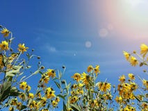 Le beau topinambour jaune fleurit et ciel bleu image stock Le beau topinambour jaune fleurit et ciel bleu image stock