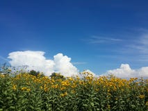 Le beau topinambour jaune fleurit et ciel nuageux bleu photo stock Le beau topinambour jaune fleurit et ciel nuageux bleu photo stock