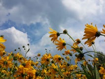 Le beau topinambour jaune fleurit et ciel nuageux bleu images stock Le beau topinambour jaune fleurit et ciel nuageux bleu images stock