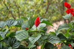 Le beau wildflower rouge lumineux en Thaïlande photo stock Le beau wildflower rouge lumineux en Thaïlande photo stock