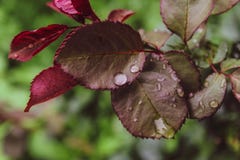 Le belle rose vicine coprono di foglie fondo di verde del giorno di estate delle gocce di pioggia dell'acqua immagini stock libere da diritti Le belle rose vicine coprono di foglie fondo di verde del giorno di estate delle gocce di pioggia dell'acqua immagini stock libere da diritti