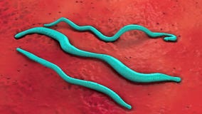 Le bleu trois a coloré des agents pathogènes de la maladie de lyme sur le rouge souterrains illustration stock Le bleu trois a coloré des agents pathogènes de la maladie de lyme sur le rouge souterrains illustration stock