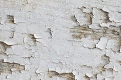 Le bois a épluché le fond de texture de couleur photo libre de droits Le bois a épluché le fond de texture de couleur photo libre de droits