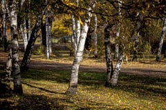 Le bouleau avec le jaune part dans la forêt pendant l'automne un jour ensoleillé Automne d'or dans la forêt un jour ensoleillé d' photographie stock Le bouleau avec le jaune part dans la forêt pendant l'automne un jour ensoleillé Automne d'or dans la forêt un jour ensoleillé d' photographie stock