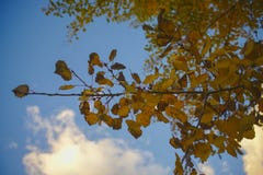 Le bouleau jaune d'automne pousse des feuilles plan rapproché image libre de droits Le bouleau jaune d'automne pousse des feuilles plan rapproché image libre de droits