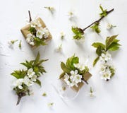 Le boîte-cadeau enveloppé en papier d'emballage et la poire fleurissent sur le fond blanc Photo libre de droits Le boîte-cadeau enveloppé en papier d'emballage et la poire fleurissent sur le fond blanc Photo libre de droits