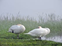 Le brouillard et les cygnes de matin s'approchent du lac images libres de droits Le brouillard et les cygnes de matin s'approchent du lac images libres de droits
