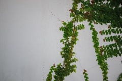 Le buisson vert se développe sur un mur en béton Feuilles de vert sur le fond de mur en béton photographie stock libre de droits Le buisson vert se développe sur un mur en béton Feuilles de vert sur le fond de mur en béton photographie stock libre de droits