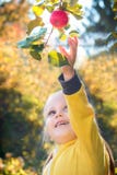 Le bébé de petite fille mange les pommes saisonnières photo stock Le bébé de petite fille mange les pommes saisonnières photo stock