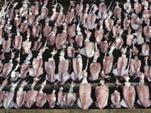 Le calmar sec sec appelé par stockage en Asie, calmar sec, placé sur le filet pour sécher au soleil, est une méthode pour la nour photos libres de droits Le calmar sec sec appelé par stockage en Asie, calmar sec, placé sur le filet pour sécher au soleil, est une méthode pour la nour photos libres de droits