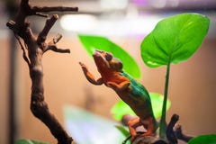 Le caméléon de panthère atteint pour une branche d'arbre Zoo de St Petersburg, Russie photographie stock Le caméléon de panthère atteint pour une branche d'arbre Zoo de St Petersburg, Russie photographie stock