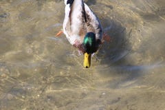 Le canard est les espèces les plus abondantes et généralement les plus identifiées du canard en Amérique du Nord Le ` masculin s photographie stock Le canard est les espèces les plus abondantes et généralement les plus identifiées du canard en Amérique du Nord Le ` masculin s photographie stock