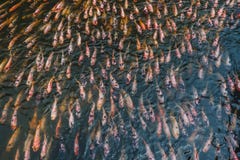 Le carpe a specchi sciama che nuoto nello stagno immagini stock libere da diritti Le carpe a specchi sciama che nuoto nello stagno immagini stock libere da diritti