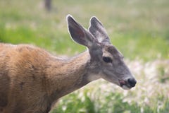 Le cerf commun de mule colle sa langue photo stock Le cerf commun de mule colle sa langue photo stock