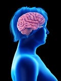 le cerveau d'une femme obèse illustration libre de droits le cerveau d'une femme obèse illustration libre de droits