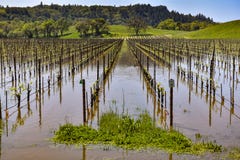 Le champ des vignes sont sous l'eau image stock Le champ des vignes sont sous l'eau image stock