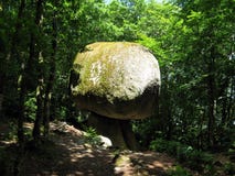 Le Champignon Стоковые Фотографии RF