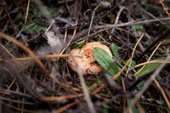Le champignon comestible rouge se d?veloppe parmi l'herbe en automne photos stock Le champignon comestible rouge se d?veloppe parmi l'herbe en automne photos stock