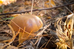Le champignon d?licieux d'automne se d?veloppe dans la for?t parmi l'herbe image stock Le champignon d?licieux d'automne se d?veloppe dans la for?t parmi l'herbe image stock