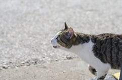 le chat affamé sans abri blanc gris demande la nourriture Yeux multicolores, un bleu jaune et deuxième images stock le chat affamé sans abri blanc gris demande la nourriture Yeux multicolores, un bleu jaune et deuxième images stock