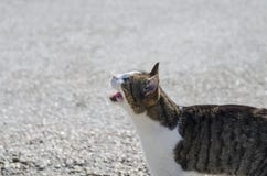 le chat affamé sans abri blanc gris demande la nourriture Yeux multicolores, un bleu jaune et deuxième photo libre de droits le chat affamé sans abri blanc gris demande la nourriture Yeux multicolores, un bleu jaune et deuxième photo libre de droits