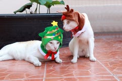 Le chat blanc a mis le capot vert d'arbre de Noël et un autre chat blanc a mis le capot de renne se reposant et fixant sur le pla photographie stock Le chat blanc a mis le capot vert d'arbre de Noël et un autre chat blanc a mis le capot de renne se reposant et fixant sur le pla photographie stock