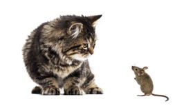 Le chat dépouillé de mélangé-race de chaton regardant vers le bas une vraie souris, est photographie stock libre de droits Le chat dépouillé de mélangé-race de chaton regardant vers le bas une vraie souris, est photographie stock libre de droits