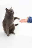 Le chat gris donne une patte dans la paume de la personne images libres de droits Le chat gris donne une patte dans la paume de la personne images libres de droits