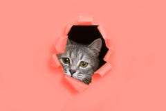 Le chat regarde par un trou déchiré en papier de corail vivant Minou espiègle d'humeur Concept peu commun, l'espace de copie photographie stock libre de droits Le chat regarde par un trou déchiré en papier de corail vivant Minou espiègle d'humeur Concept peu commun, l'espace de copie photographie stock libre de droits