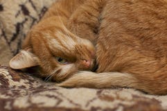 Le chat rouge dort Regard avec un oeil Plan rapproch? photographie stock libre de droits Le chat rouge dort Regard avec un oeil Plan rapproch? photographie stock libre de droits
