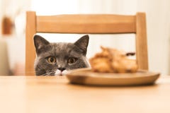 Le chat se reposant à la table photos libres de droits Le chat se reposant à la table photos libres de droits