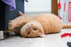 Le chat tigré d'une chevelure rouge mignon se trouve sur le plancher photo libre de droits Le chat tigré d'une chevelure rouge mignon se trouve sur le plancher photo libre de droits