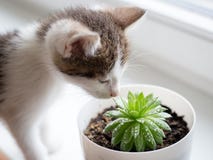 Le chaton rayé domestique joue avec un pot succulent photos stock Le chaton rayé domestique joue avec un pot succulent photos stock