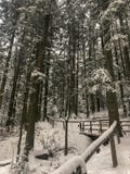 Le chemin de marche couvert dans la neige à l'intérieur de la forêt de neige a couvert des pins image stock Le chemin de marche couvert dans la neige à l'intérieur de la forêt de neige a couvert des pins image stock