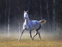 Le cheval Arabe gris fonctionne librement dans le matin givré d'automne photographie stock libre de droits Le cheval Arabe gris fonctionne librement dans le matin givré d'automne photographie stock libre de droits