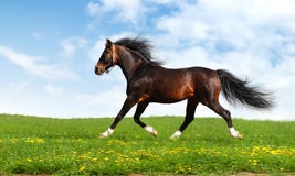 Le cheval Arabe trotte images libres de droits Le cheval Arabe trotte images libres de droits