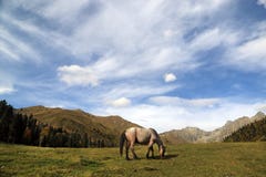 Le cheval frôle dans les montagnes de Caucase photographie stock libre de droits Le cheval frôle dans les montagnes de Caucase photographie stock libre de droits