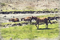 le cheval frôle dans un pré dans les montagnes de la Géorgie Digita illustration libre de droits le cheval frôle dans un pré dans les montagnes de la Géorgie Digita illustration libre de droits