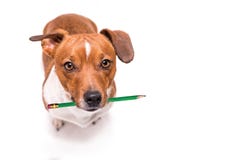 Le chien adorable de Jack Russell Terrier tient un crayon dans sa bouche Chien mignon de bureau photo stock Le chien adorable de Jack Russell Terrier tient un crayon dans sa bouche Chien mignon de bureau photo stock