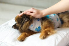Le chien apr?s des mensonges de chirurgie sur un oreiller mol avec la main de l'h?tesse sur la t?te le chien se r?veille apr?s l' image libre de droits Le chien apr?s des mensonges de chirurgie sur un oreiller mol avec la main de l'h?tesse sur la t?te le chien se r?veille apr?s l' image libre de droits