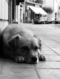 Le chien attendant son maître images stock Le chien attendant son maître images stock